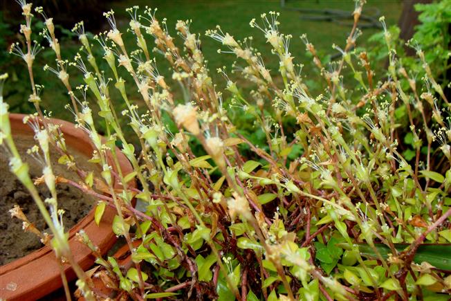 Callisia repens